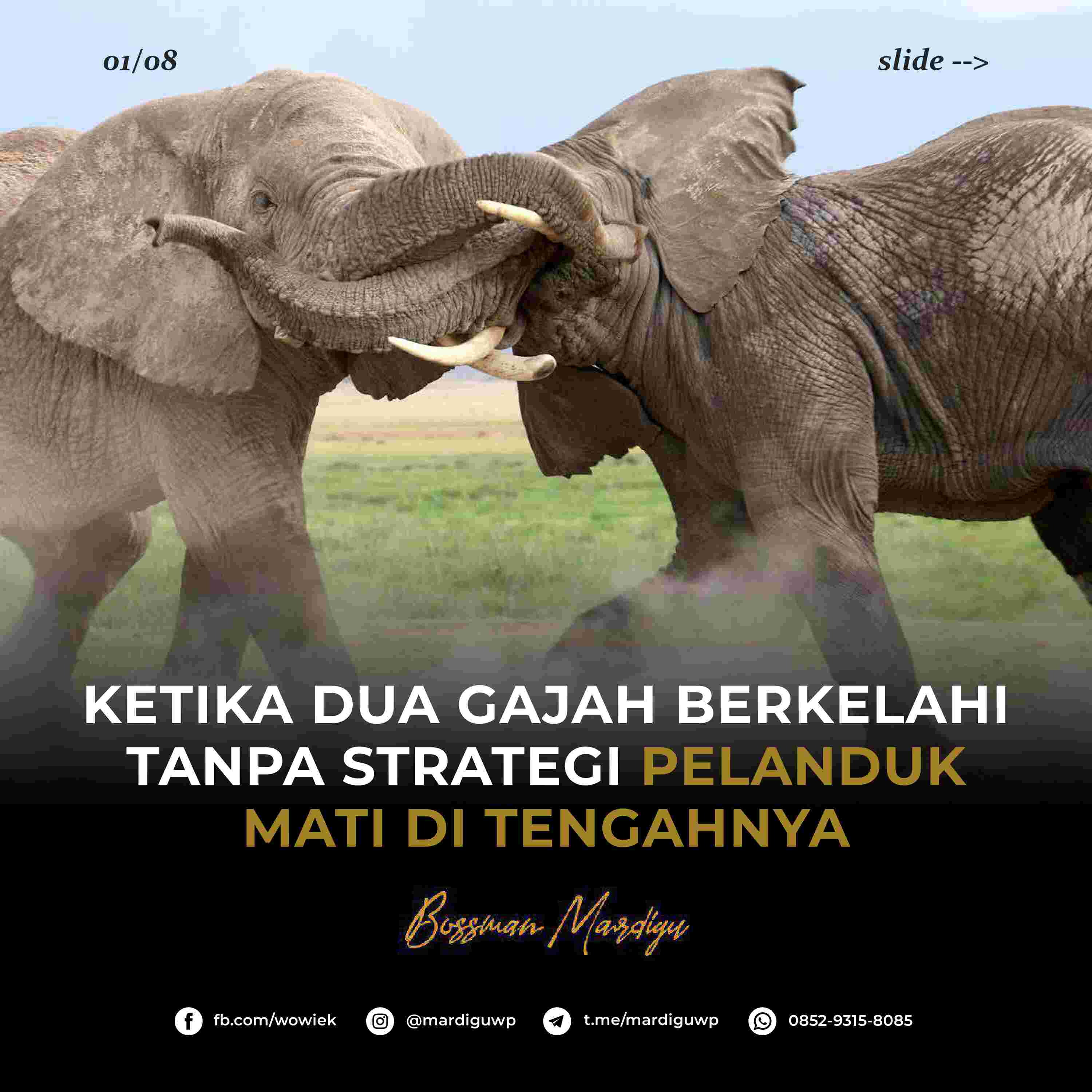 ketika-dua-gajah-berkelahi-tanpa-strategi