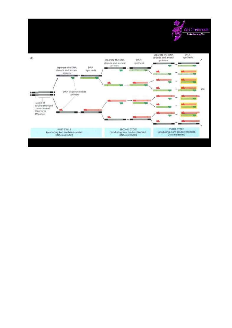 po-1-biologi-alc-indonesia-www-defantri-com-501