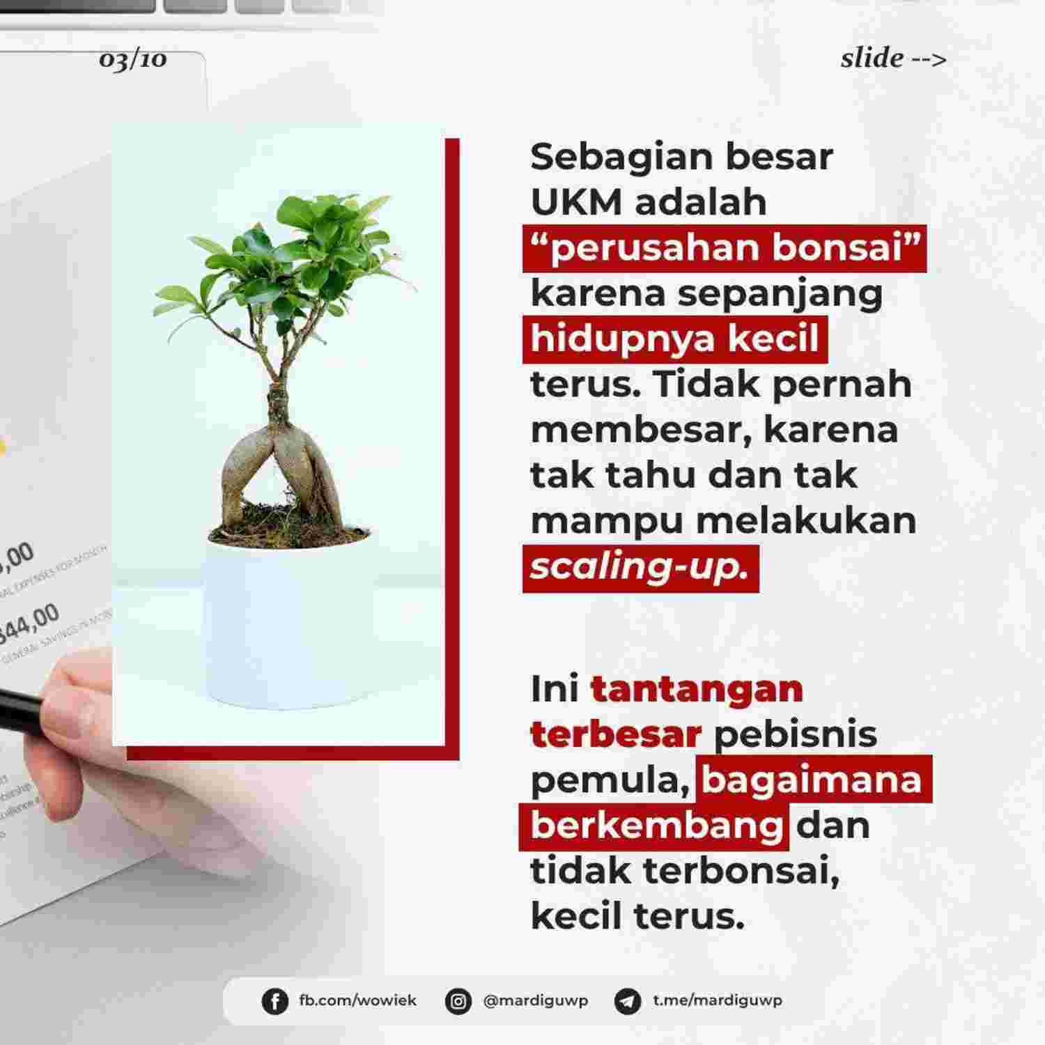 scale-up-vs-bonsai